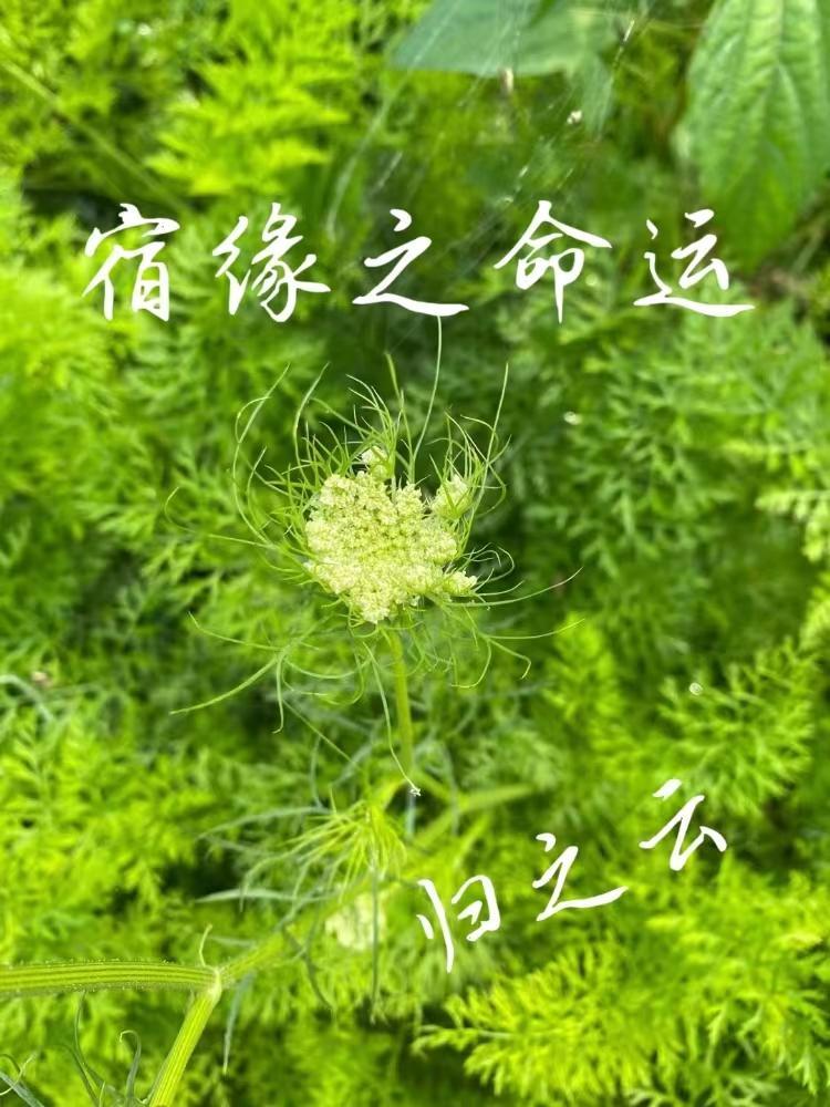 斗鱼之顶级主播 第78章